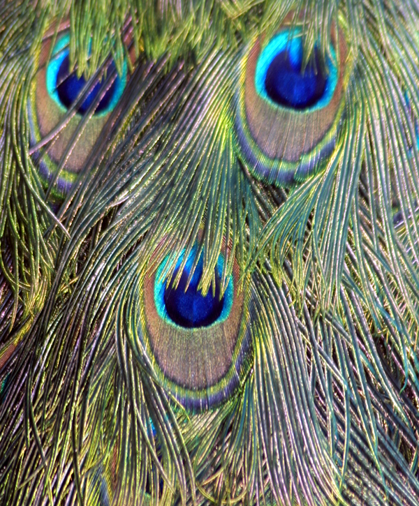 Detail of a peacock feather.